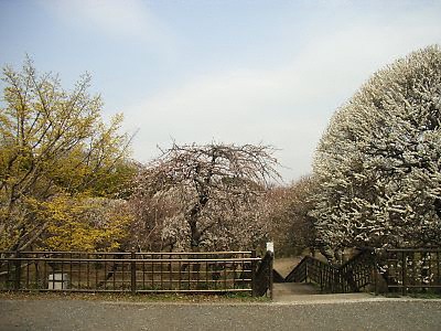 神代植物公園の梅