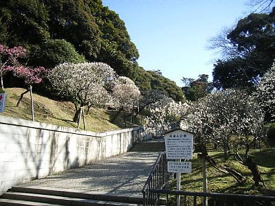 成田山新勝寺の梅
