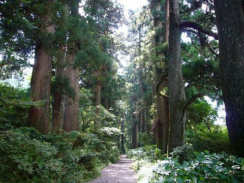 旧東海道杉並木